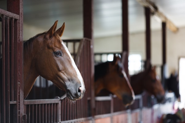Pension pour chevaux - Saint-Étienne - Les Ecuries d'Angelin