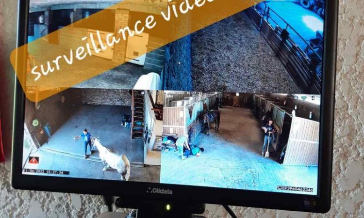 Pension équine avec surveillance vidéo - Saint-Étienne - Les Ecuries d'Angelin