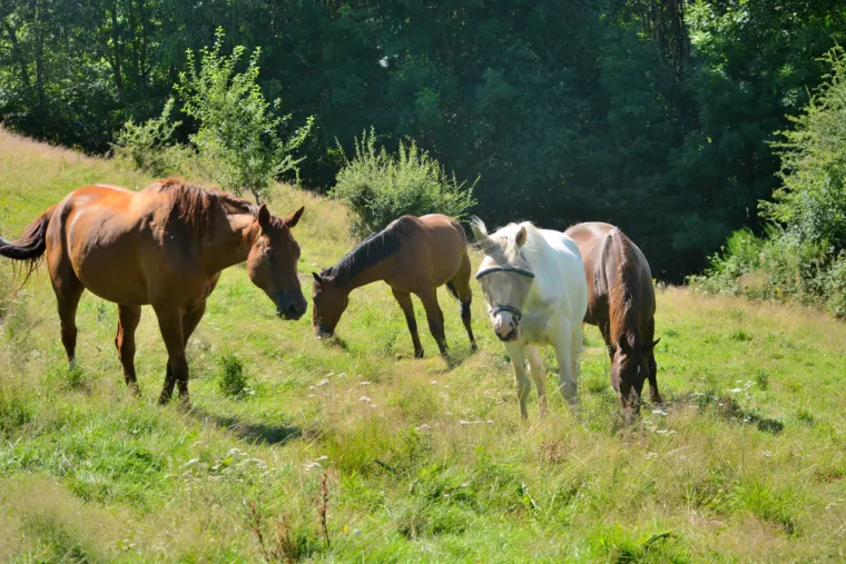 Pension pour chevaux disponible au pré à Saint Etienne., Le Chambon Fougerolles, Les Ecuries d'Angelin