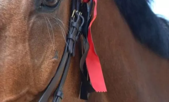 Les Ecuries d'Angelin vous propose la demi-pension pour chevaux à Saint-Étienne., Le Chambon Fougerolles, Les Ecuries d'Angelin