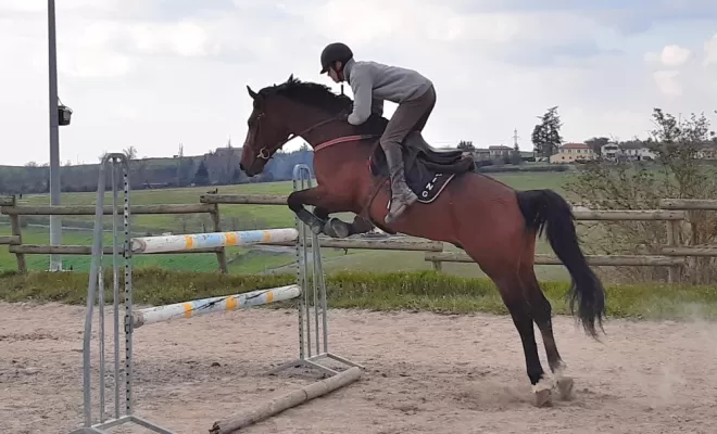 Place disponible en pension pour chevaux à Saint Etienne., Le Chambon Fougerolles, Les Ecuries d'Angelin