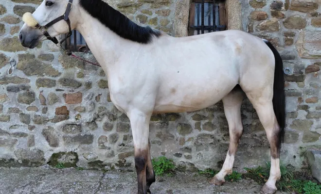 Cheval de sport à la vente aux Ecuries d'Angelin à Saint Etienne., Le Chambon Fougerolles, Les Ecuries d'Angelin