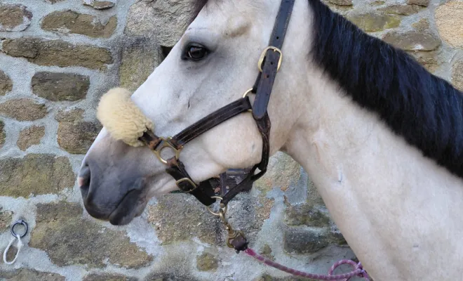 Cheval de sport à la vente aux Ecuries d'Angelin à Saint Etienne., Le Chambon Fougerolles, Les Ecuries d'Angelin