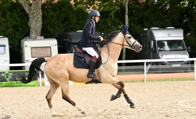 Cheval de sport à la vente aux Ecuries d'Angelin à Saint Etienne., Le Chambon Fougerolles, Les Ecuries d'Angelin