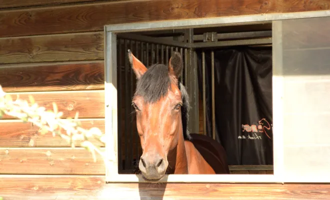 Cheval disponible en demi-pension aux Ecuries d'Angelin à Saint Etienne., Le Chambon Fougerolles, Les Ecuries d'Angelin