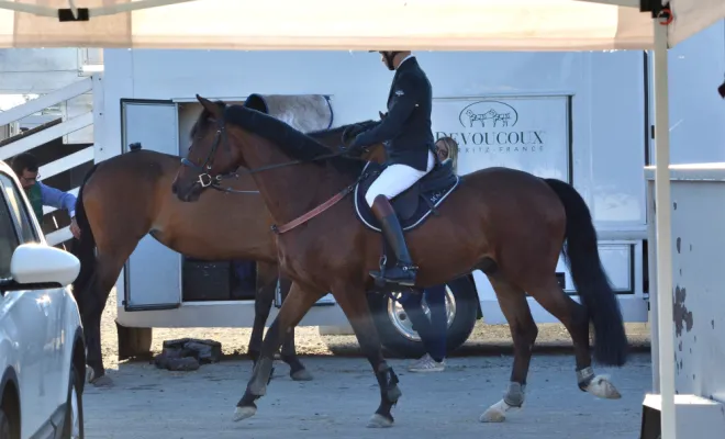 Cheval disponible en demi-pension aux Ecuries d'Angelin à Saint Etienne., Le Chambon Fougerolles, Les Ecuries d'Angelin
