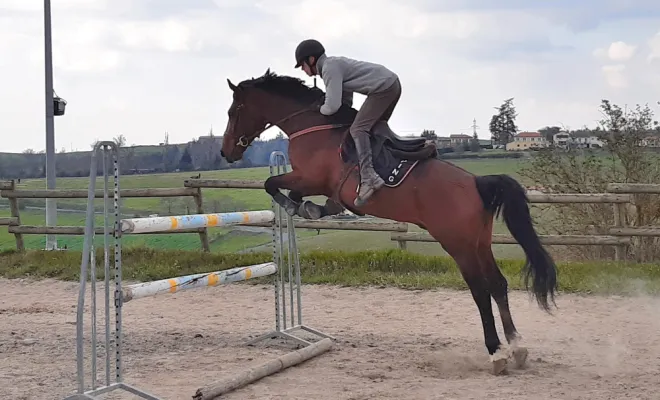 La pension travail et valorisation du cheval de sport