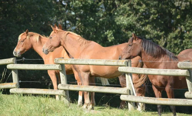 Pension pour chevaux disponible au pré à Saint Etienne., Le Chambon Fougerolles, Les Ecuries d'Angelin