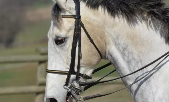 Le Dressage est une base de notre enseignement !, Le Chambon Fougerolles, Les Ecuries d'Angelin