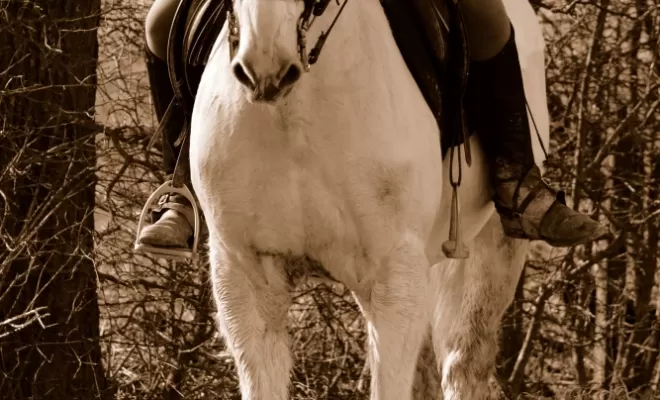 Le Dressage est une base de notre enseignement !, Le Chambon Fougerolles, Les Ecuries d'Angelin