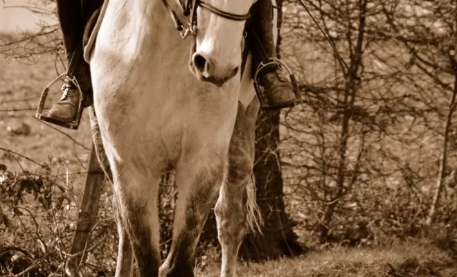 Le Dressage est une base de notre enseignement !, Le Chambon Fougerolles, Les Ecuries d'Angelin