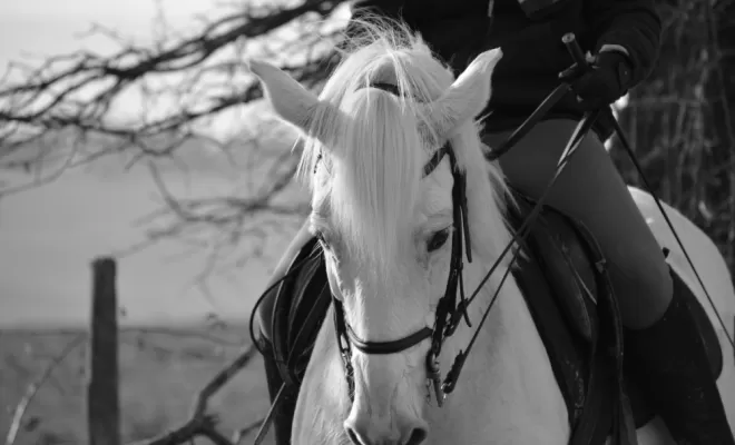 Le Dressage est une base de notre enseignement !, Le Chambon Fougerolles, Les Ecuries d'Angelin