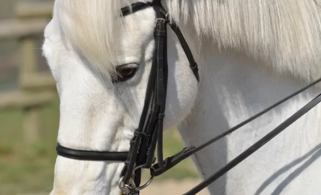 Le Dressage est une base de notre enseignement !, Le Chambon Fougerolles, Les Ecuries d'Angelin