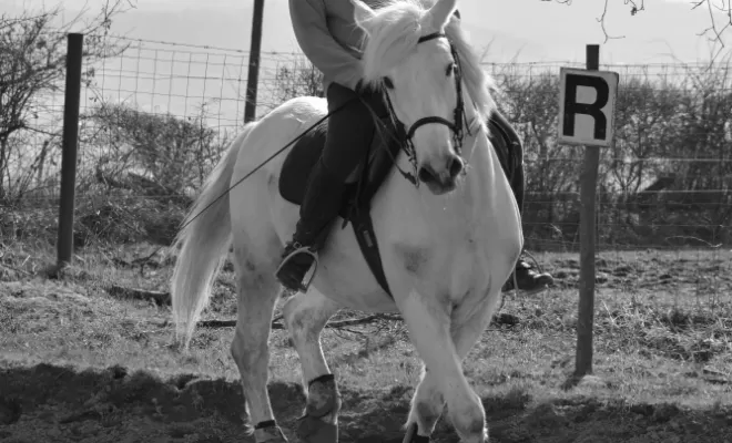 Le Dressage est une base de notre enseignement !, Le Chambon Fougerolles, Les Ecuries d'Angelin