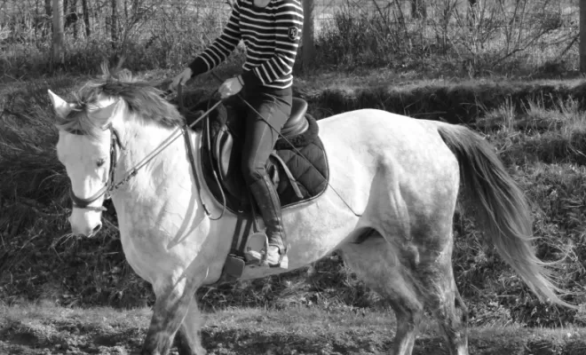 Le Dressage est une base de notre enseignement !, Le Chambon Fougerolles, Les Ecuries d'Angelin