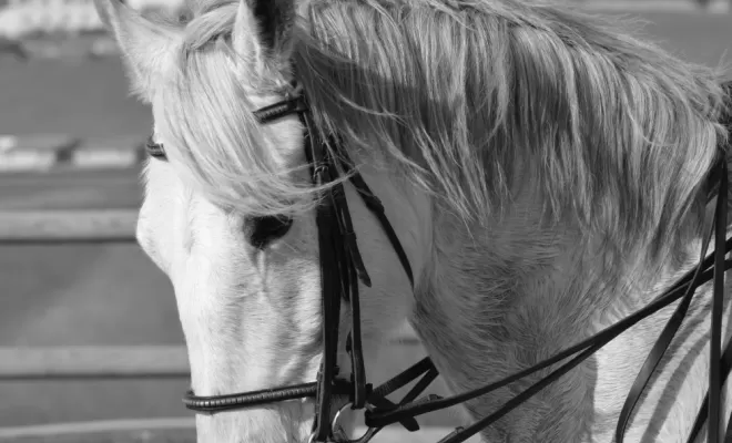 Le Dressage est une base de notre enseignement !, Le Chambon Fougerolles, Les Ecuries d'Angelin