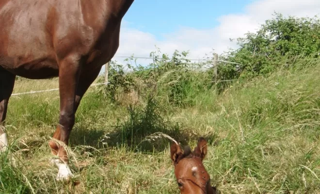 Baby-Sitting & Maternité Equine, Le Chambon Fougerolles, Les Ecuries d'Angelin