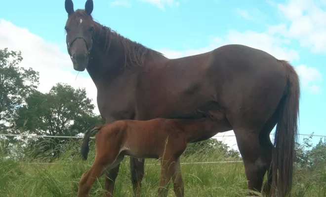 Baby-Sitting & Maternité Equine, Le Chambon Fougerolles, Les Ecuries d'Angelin
