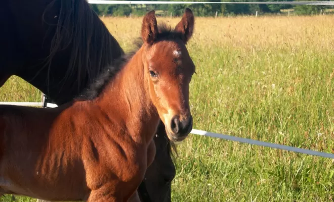 Baby-Sitting & Maternité Equine, Le Chambon Fougerolles, Les Ecuries d'Angelin