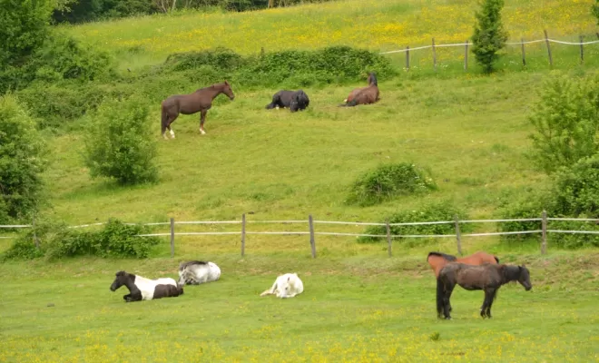 Le bonheur est dans le pré, Le Chambon Fougerolles, Les Ecuries d'Angelin