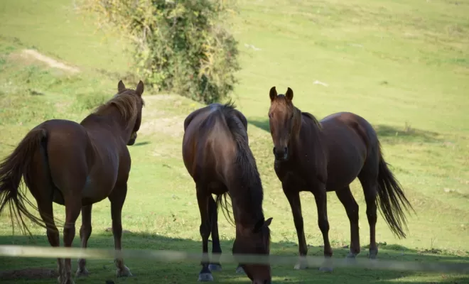 Le bonheur est dans le pré, Le Chambon Fougerolles, Les Ecuries d'Angelin