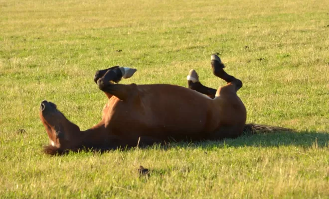 Le bonheur est dans le pré, Le Chambon Fougerolles, Les Ecuries d'Angelin