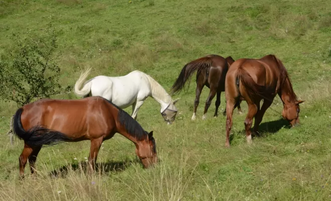 Le bonheur est dans le pré, Le Chambon Fougerolles, Les Ecuries d'Angelin