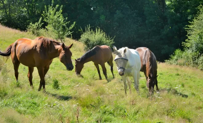 Le bonheur est dans le pré, Le Chambon Fougerolles, Les Ecuries d'Angelin